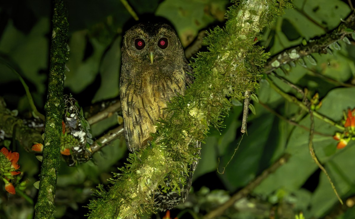 Mottled Owl (Mottled) - Connor Cochrane