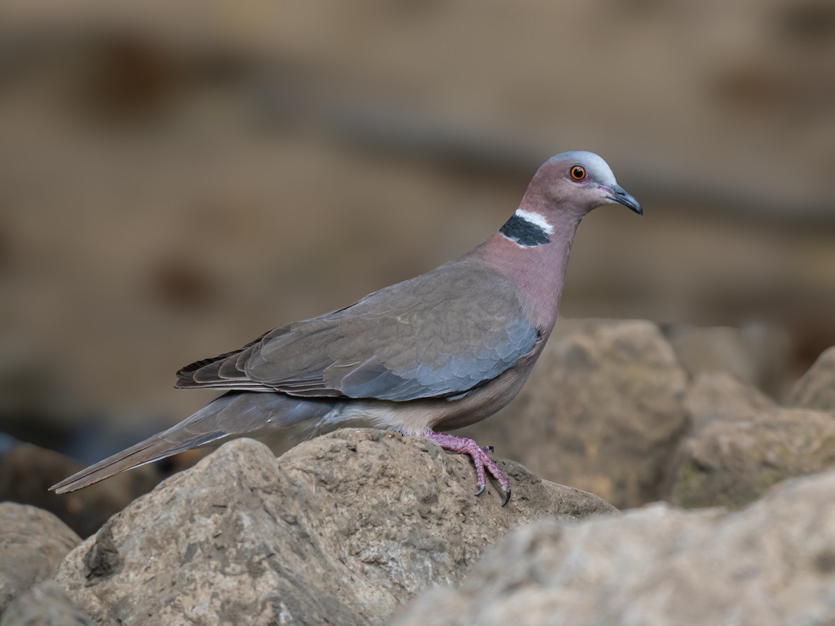 Sunda Collared-Dove - ML620475716