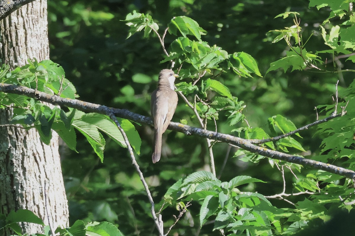 Yellow-billed Cuckoo - ML620475718