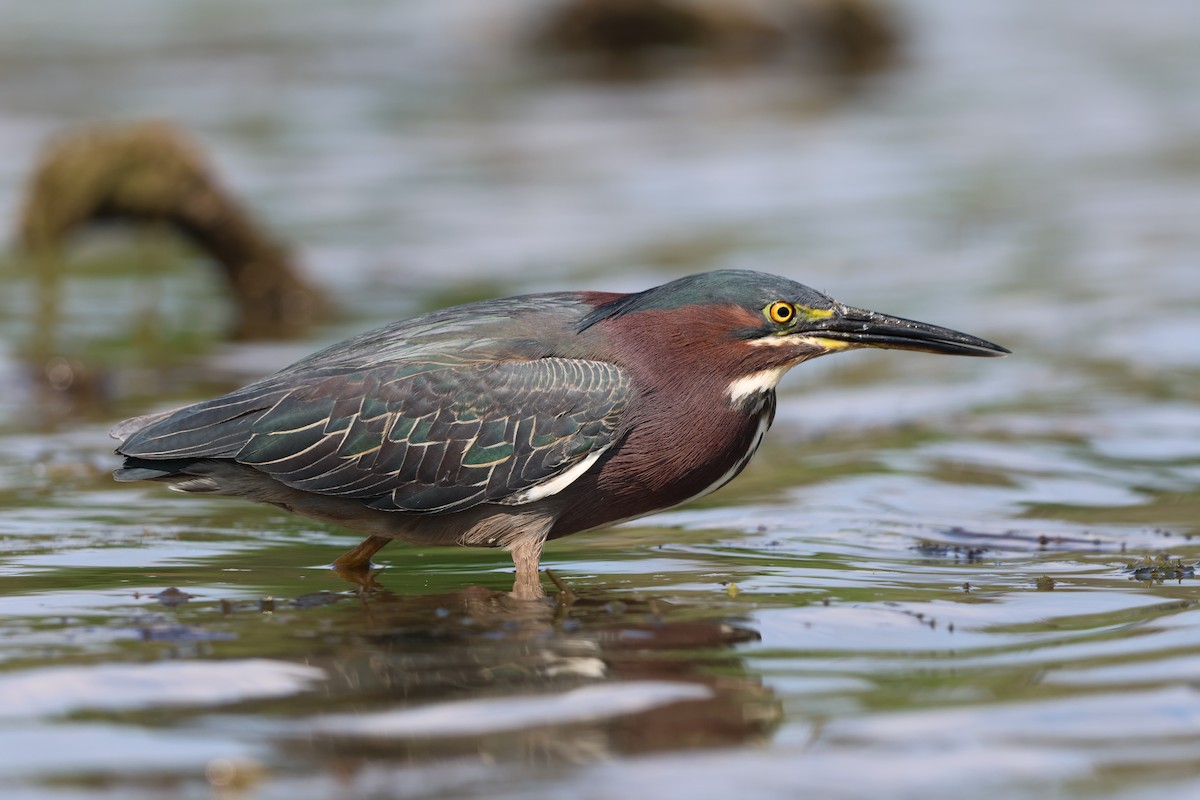 Green Heron - ML620475725