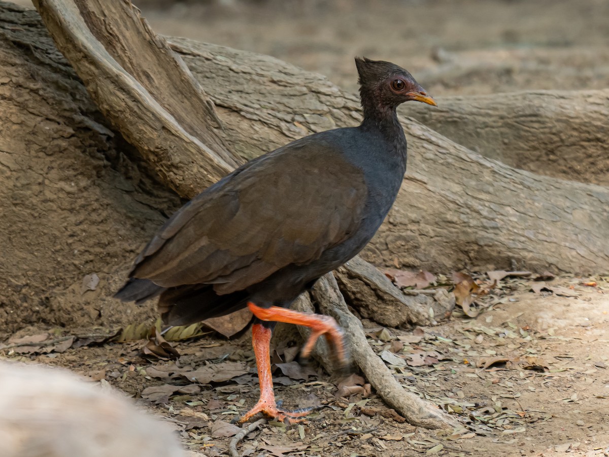 Rotbein-Großfußhuhn - ML620475726