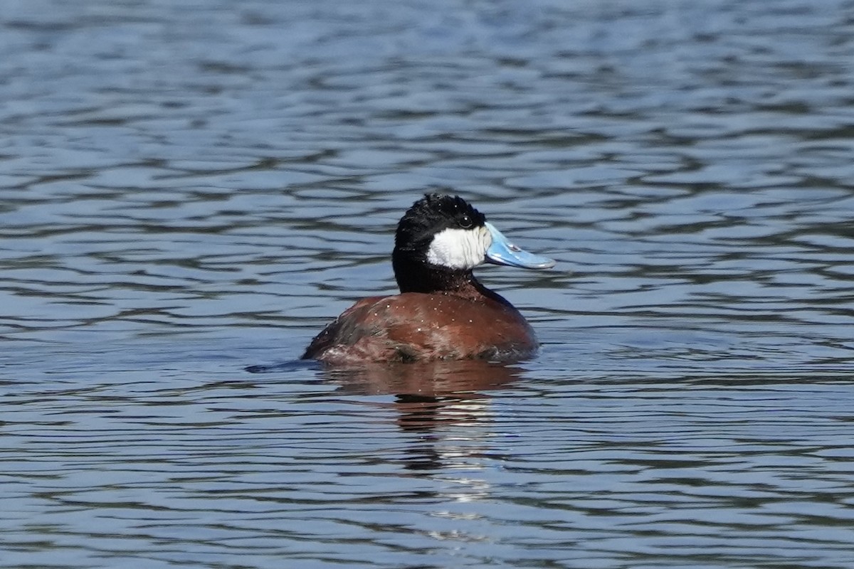 Ruddy Duck - Tom Cassaro