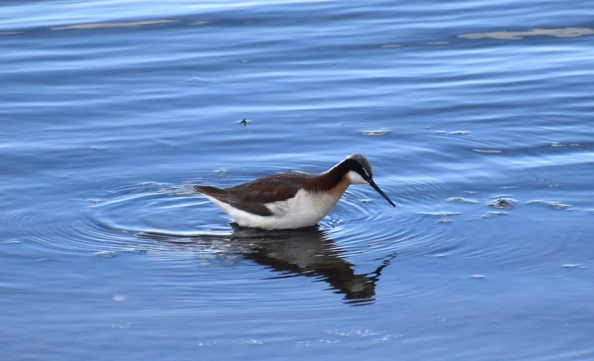 hvithalesvømmesnipe - ML620475740