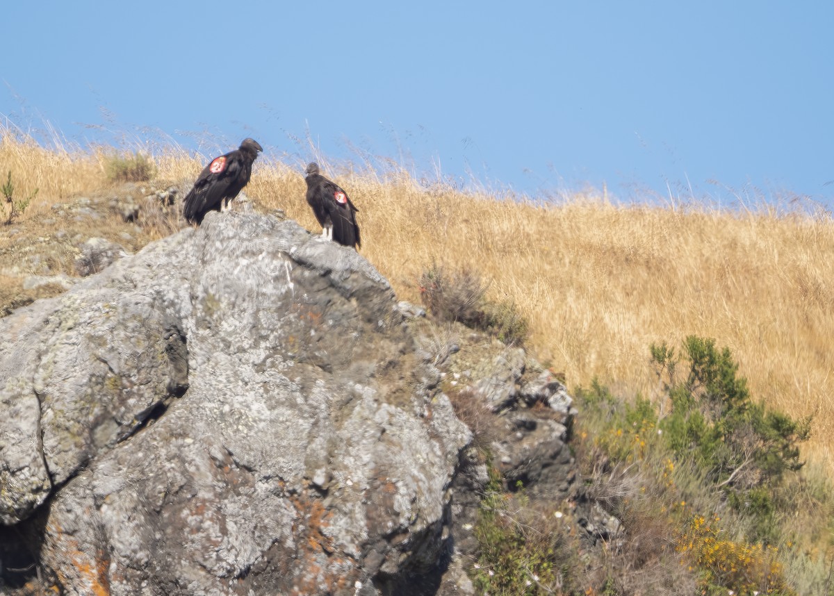 California Condor - Rick Derevan