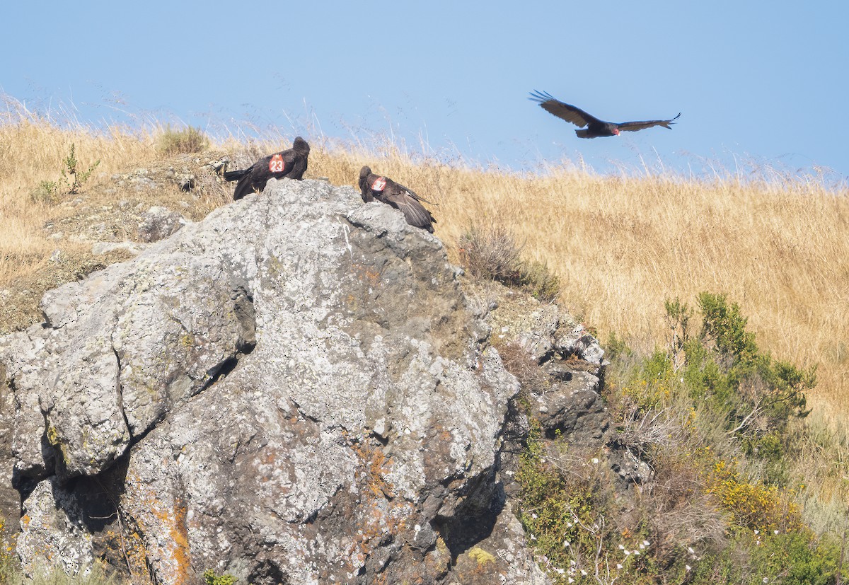 California Condor - ML620475744