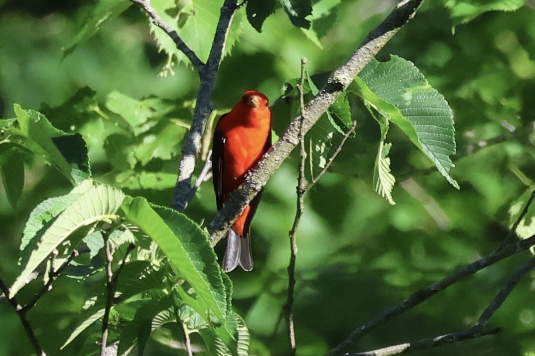 Scarlet Tanager - ML620475745