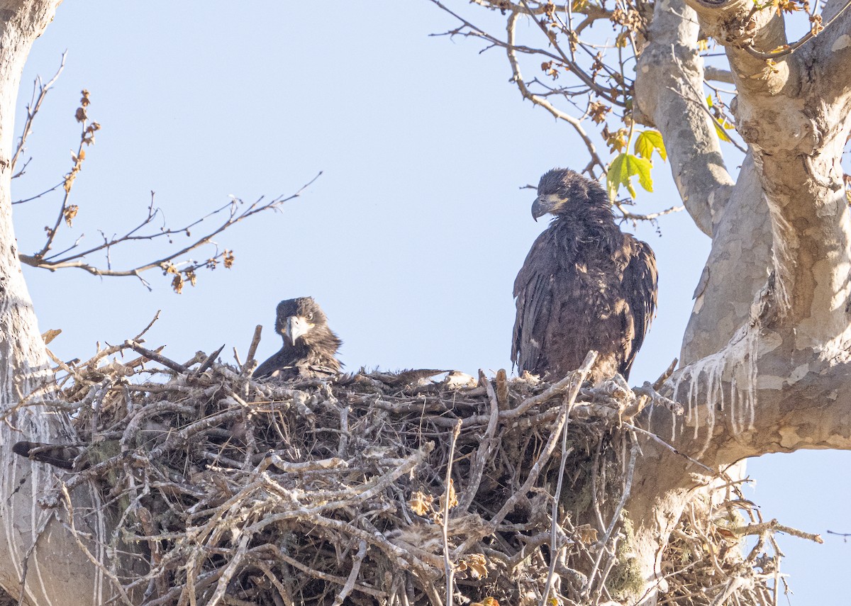 Bald Eagle - ML620475746