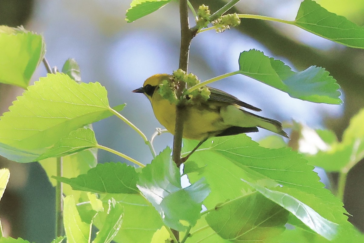 Lawrence's Warbler (hybrid) - ML620475748