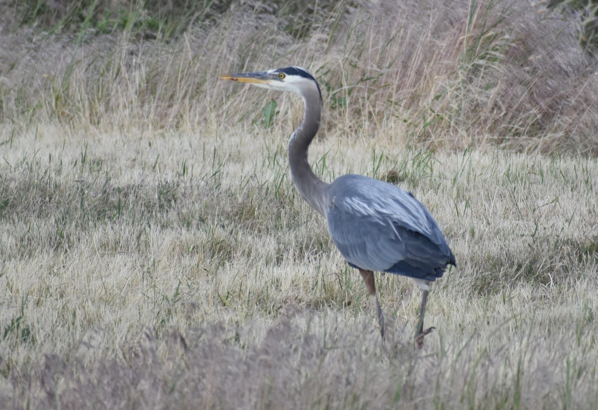 Great Blue Heron - ML620475750