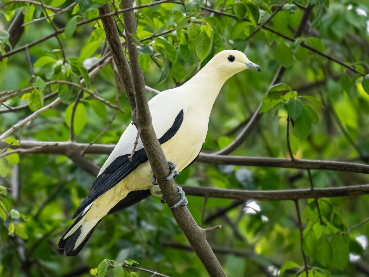 Pied Imperial-Pigeon - ML620475757