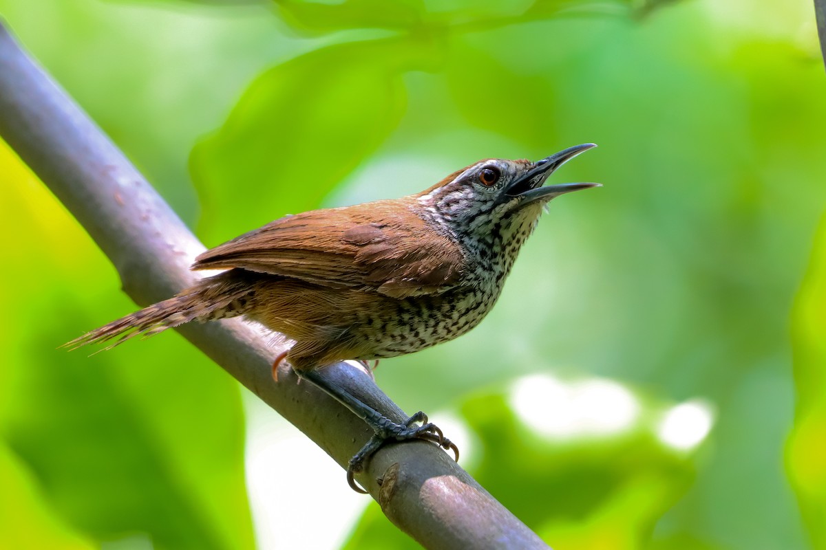 Spot-breasted Wren - ML620475759