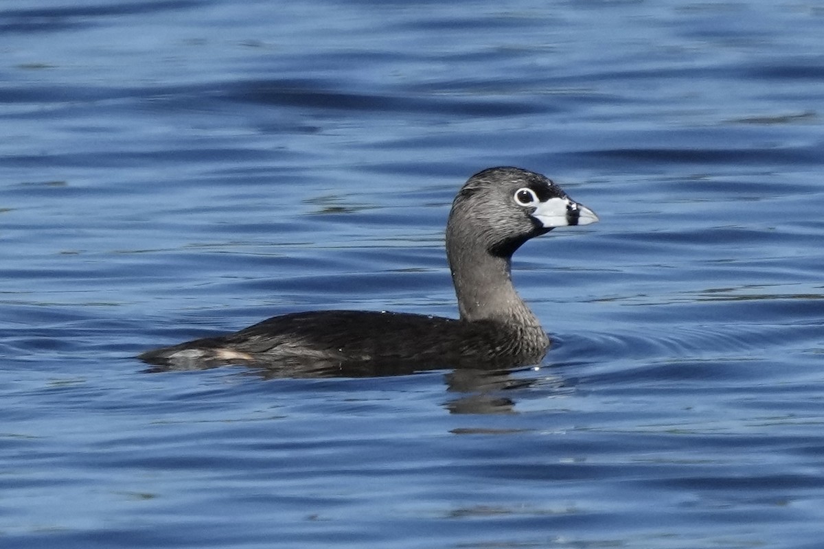 Pied-billed Grebe - ML620475760