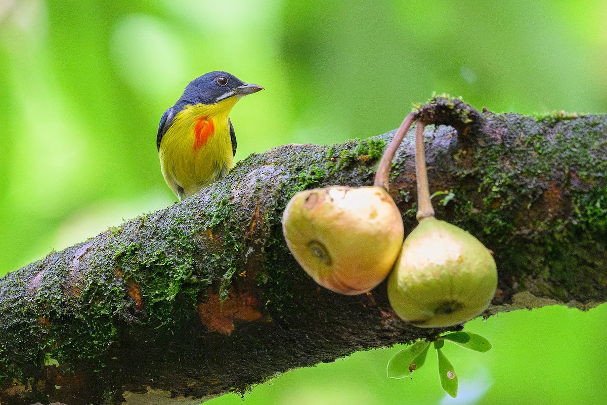 Crimson-breasted Flowerpecker - ML620475761