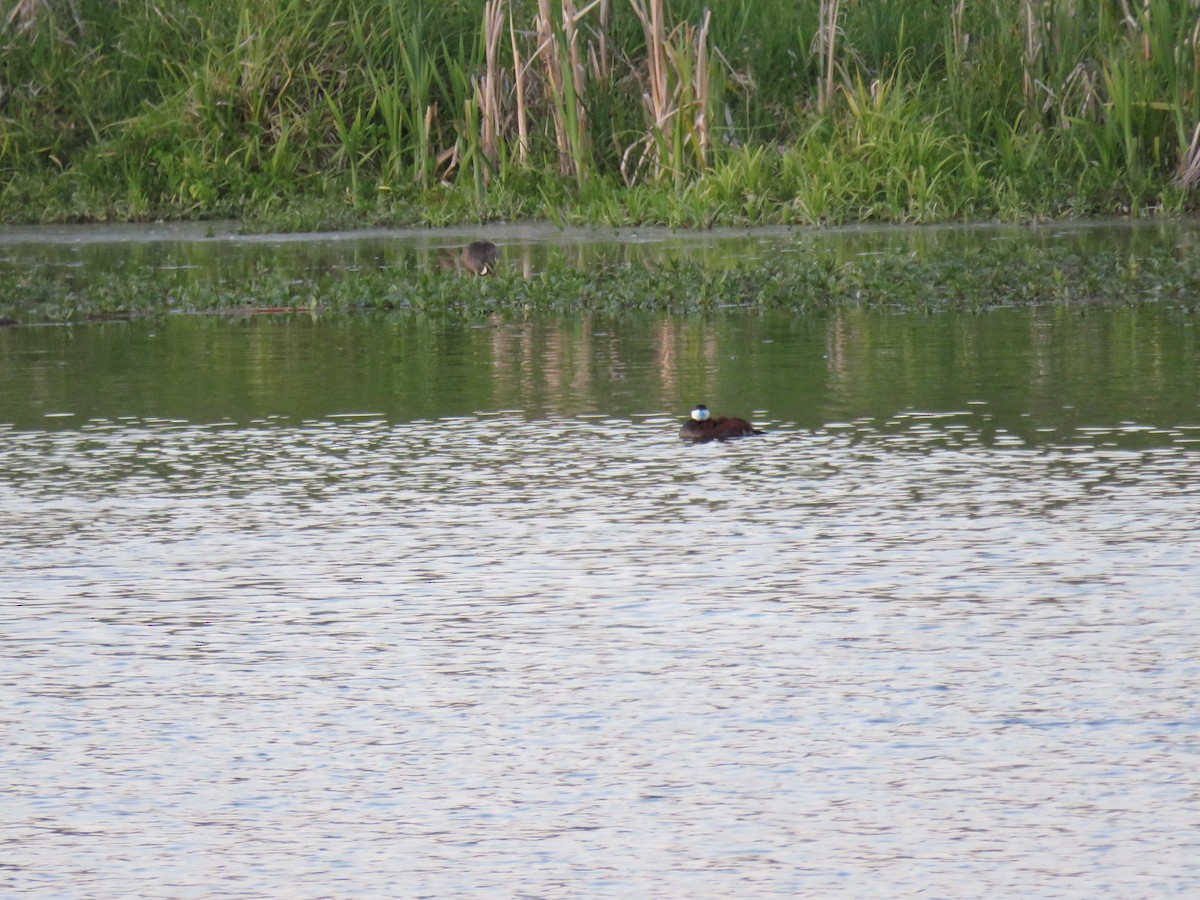 Ruddy Duck - ML620475764