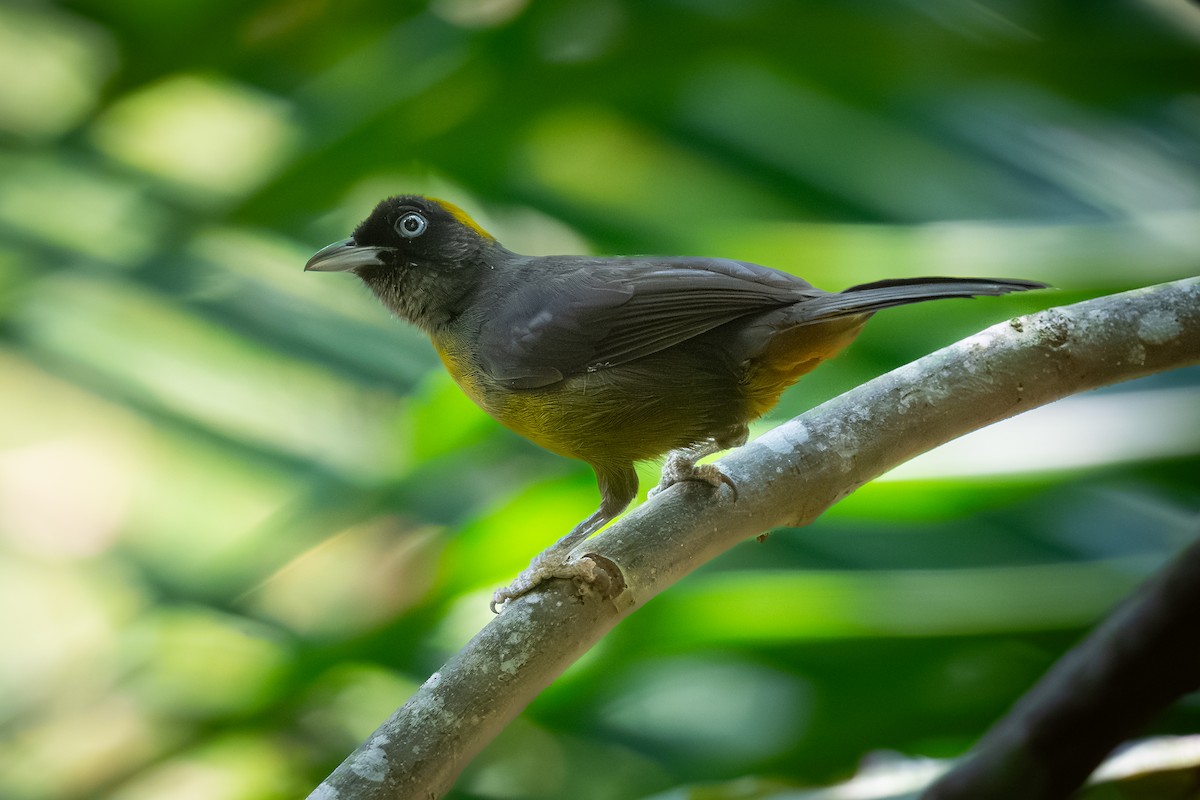 Dusky-faced Tanager - ML620475766