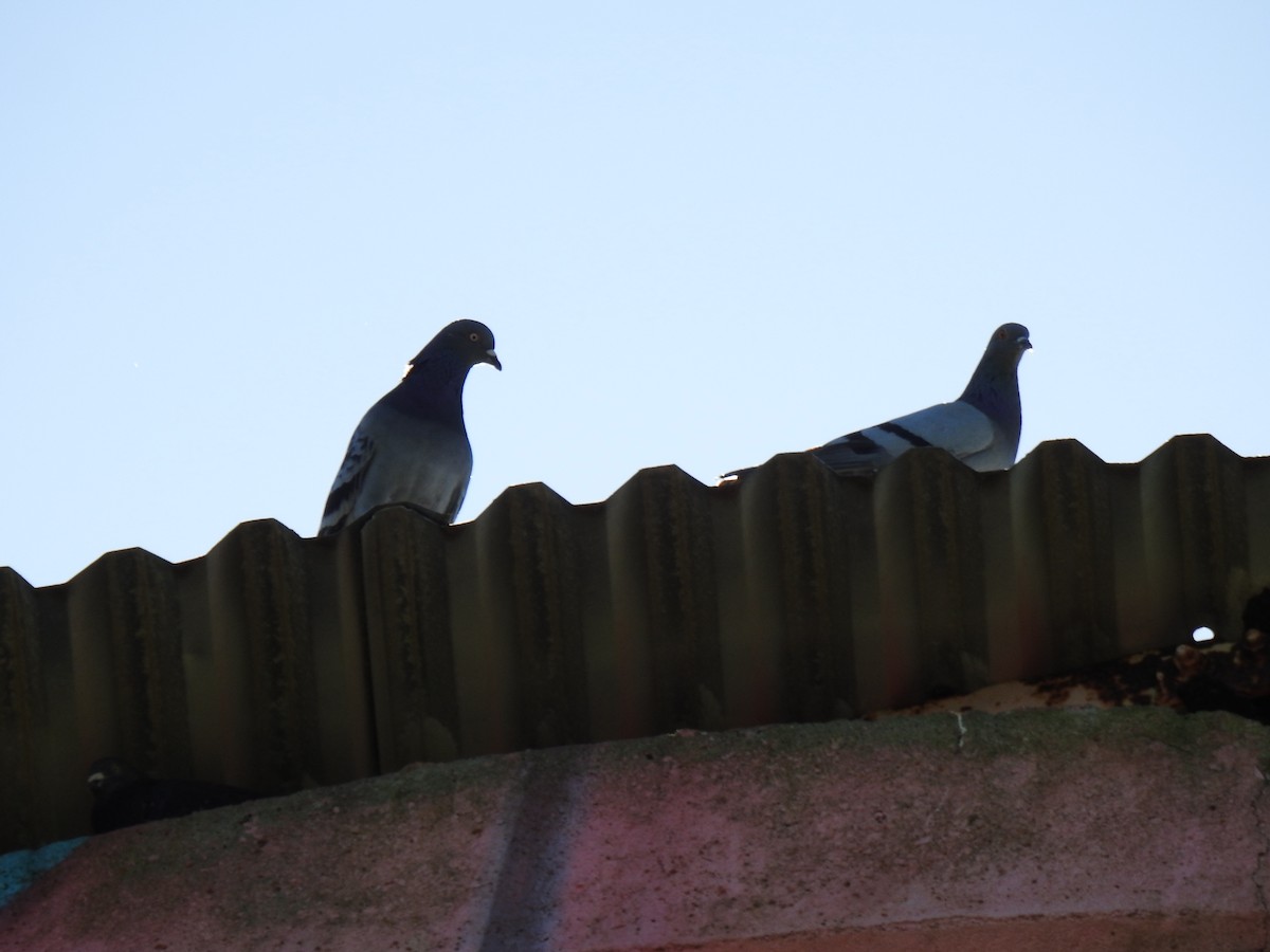 Rock Pigeon (Feral Pigeon) - ML620475769