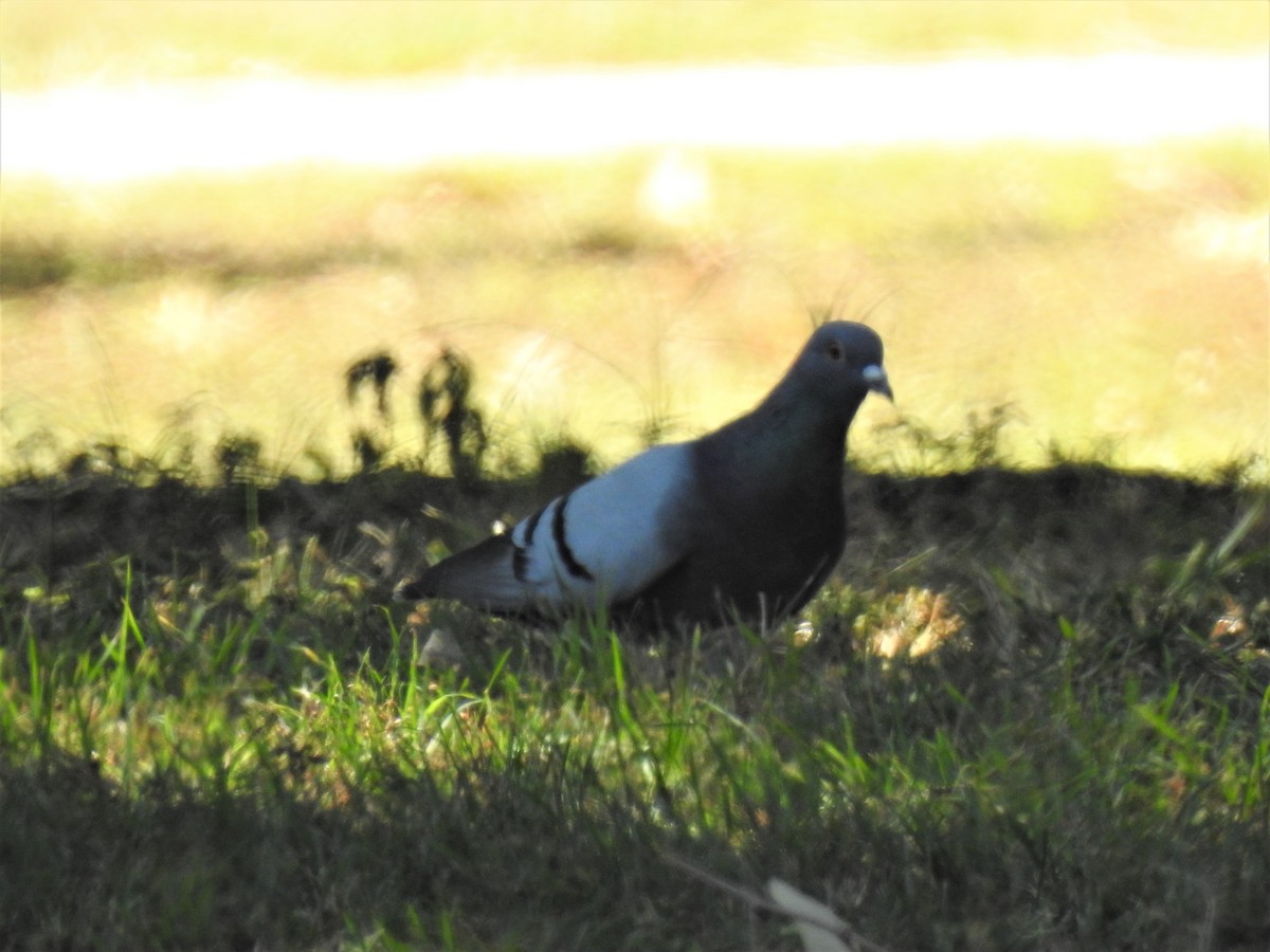 Rock Pigeon (Feral Pigeon) - ML620475771