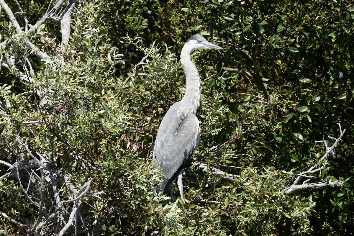 Garza Azulada - ML620475775