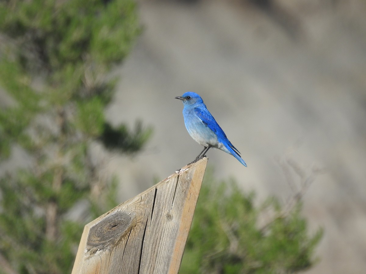 Mountain Bluebird - Deepak Vadi