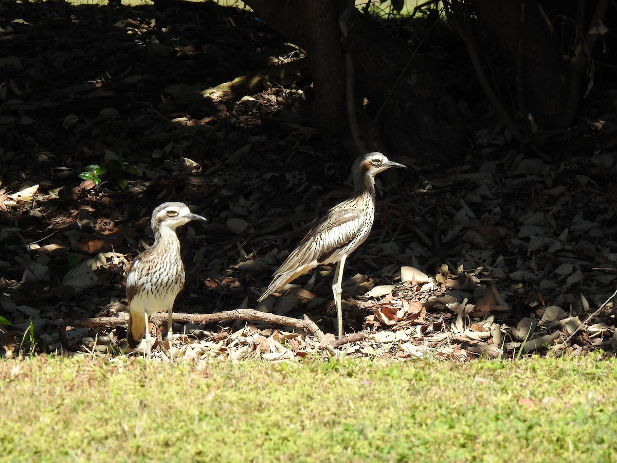 Bush Thick-knee - ML620475781