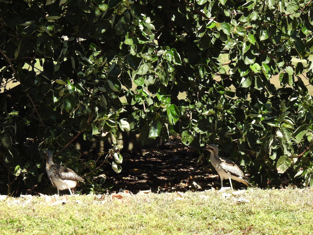 Bush Thick-knee - ML620475782