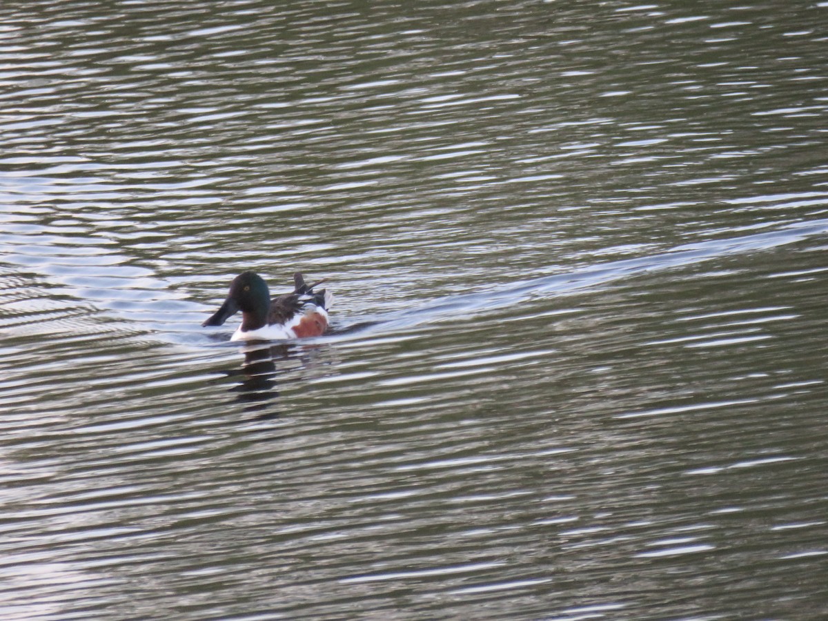 Northern Shoveler - ML620475785