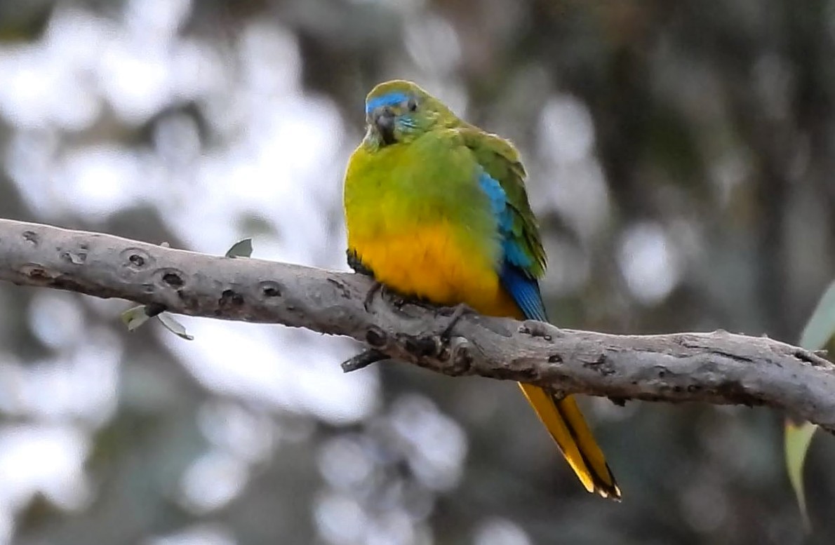 Turquoise Parrot - ML620475788