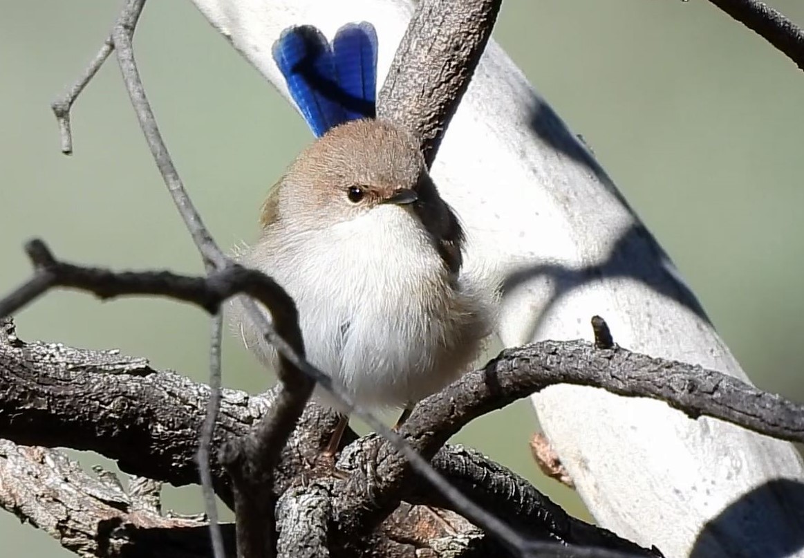 Superb Fairywren - Thalia and Darren Broughton