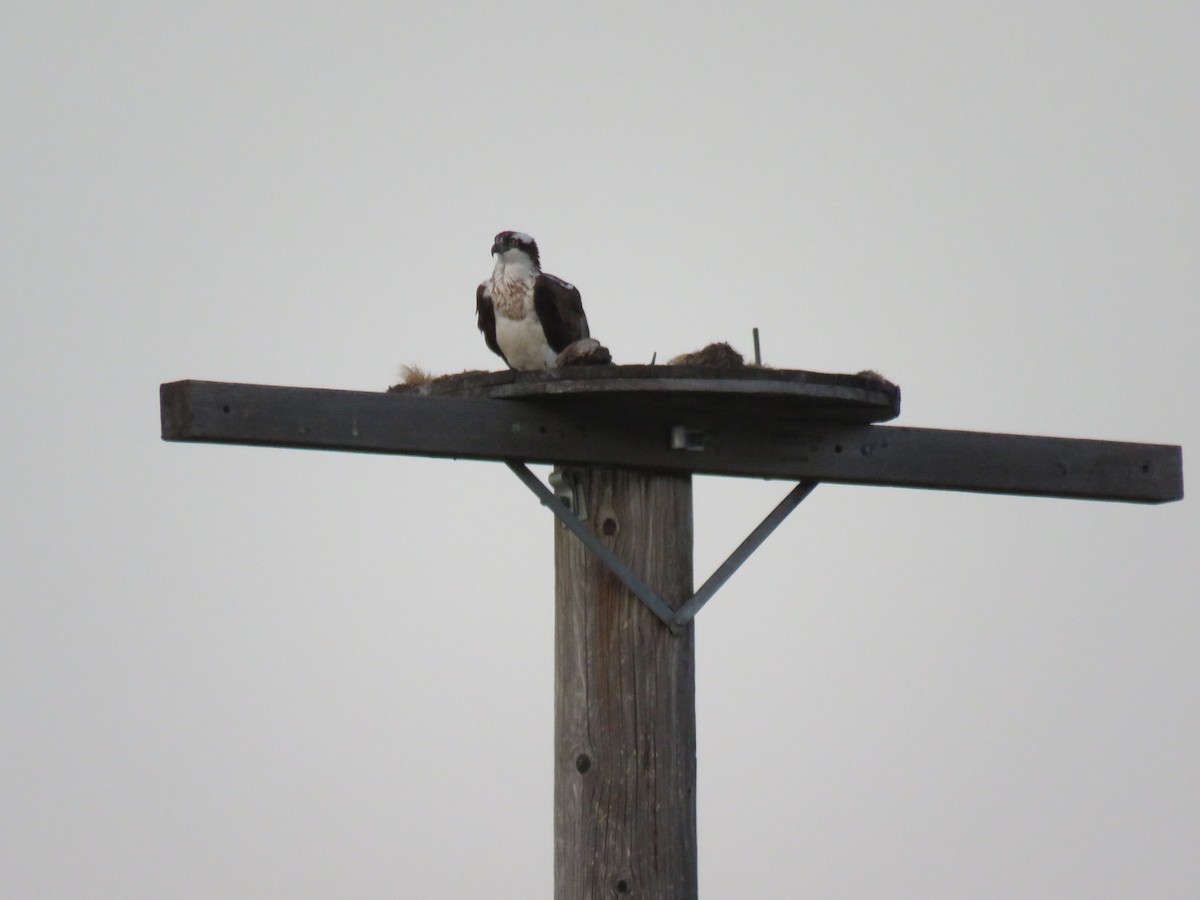 Águila Pescadora - ML620475802