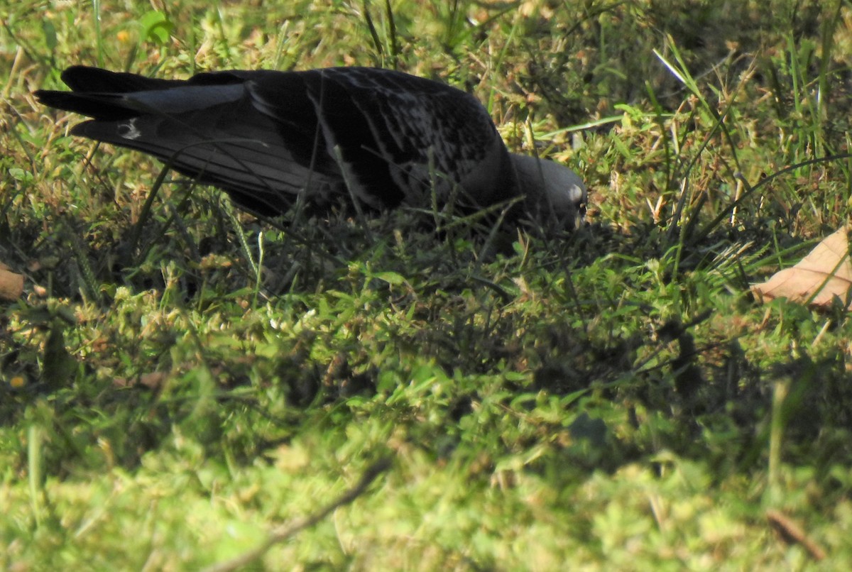 Rock Pigeon (Feral Pigeon) - ML620475809