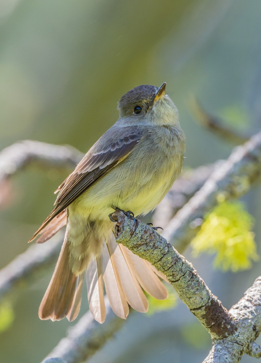 Western Wood-Pewee - Chris Dunford