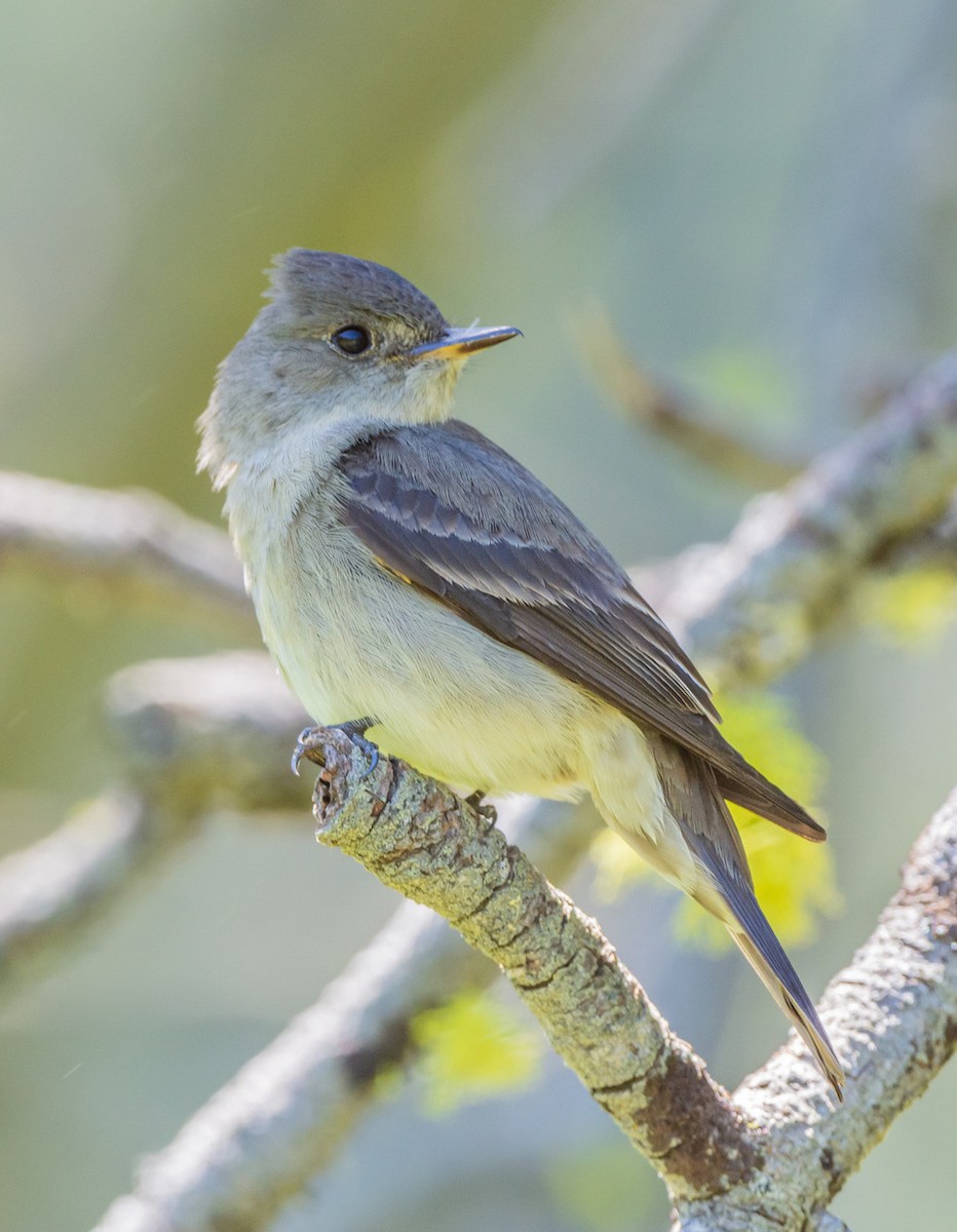 Western Wood-Pewee - ML620475812