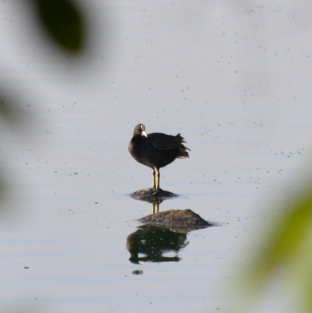 Eurasian Coot - ML620475818