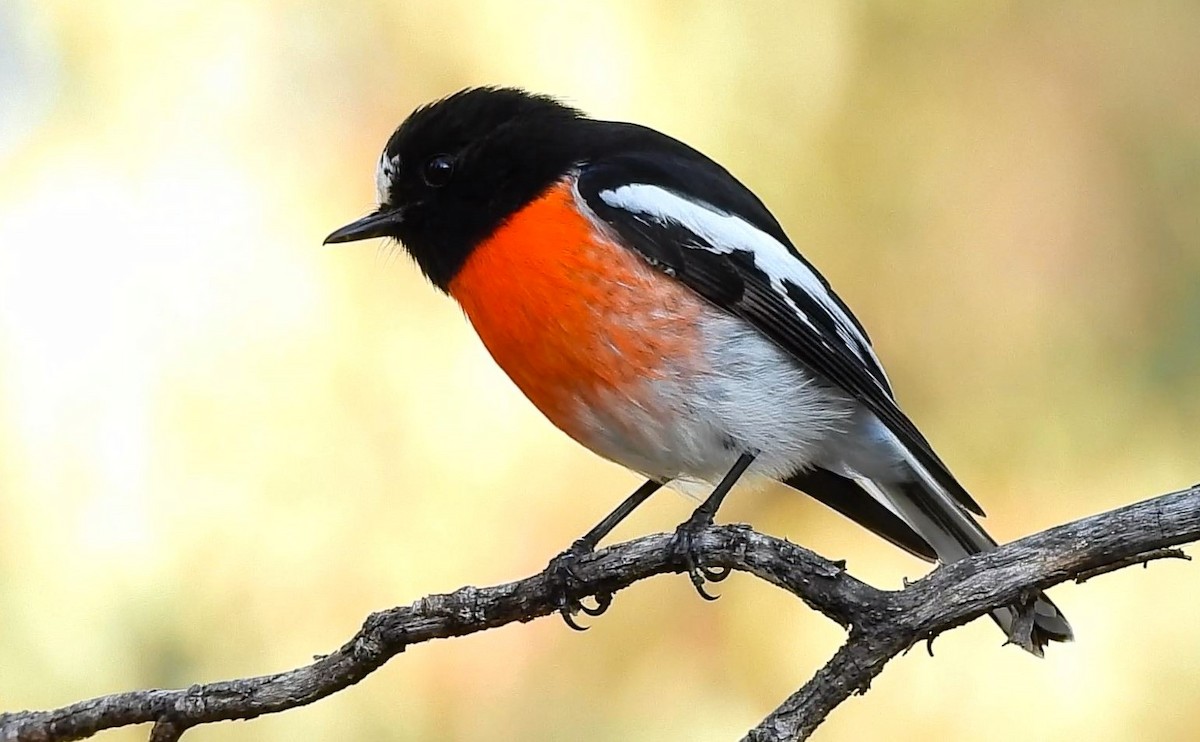 Scarlet Robin - ML620475825