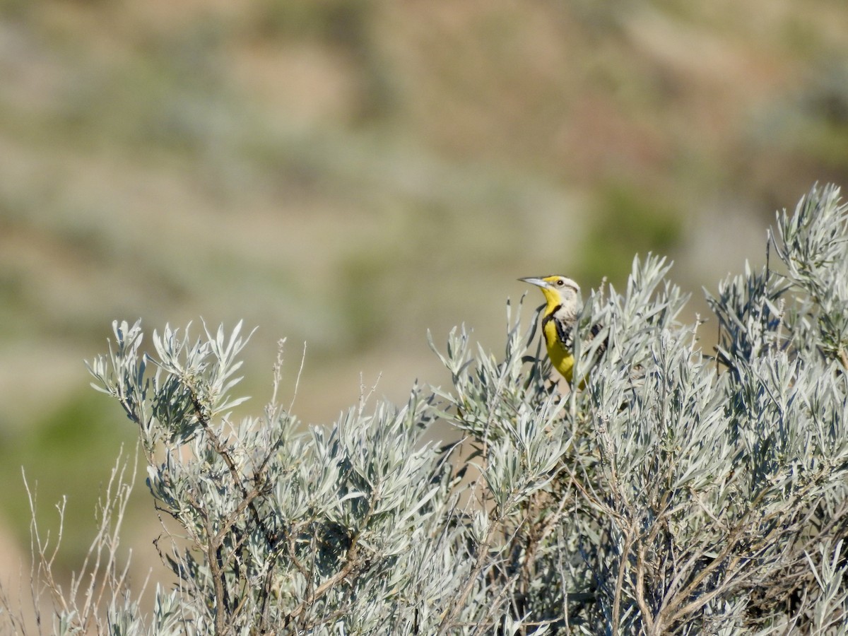 Western Meadowlark - ML620475826