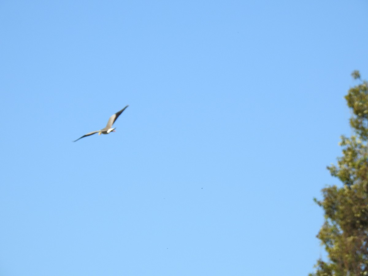 Masked Lapwing - ML620475827