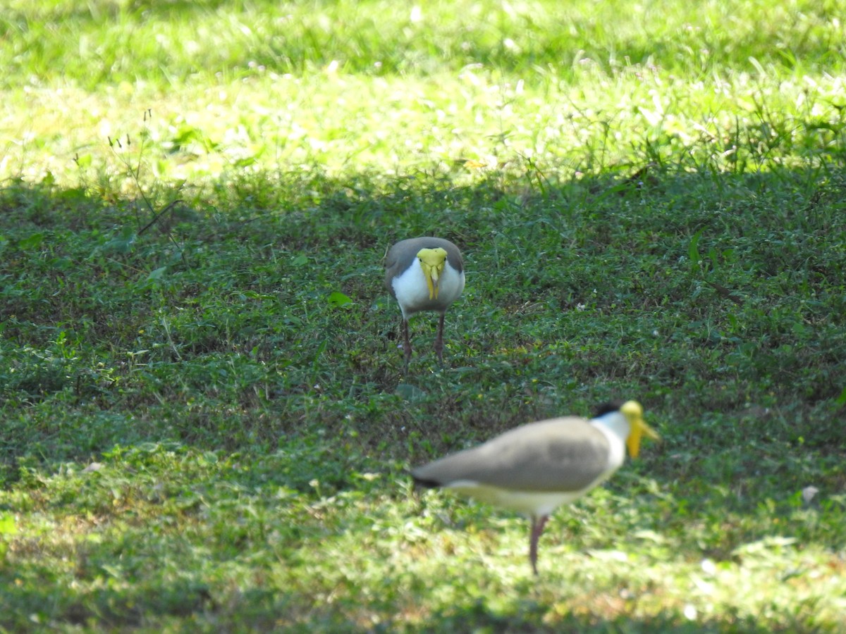 Masked Lapwing - ML620475831