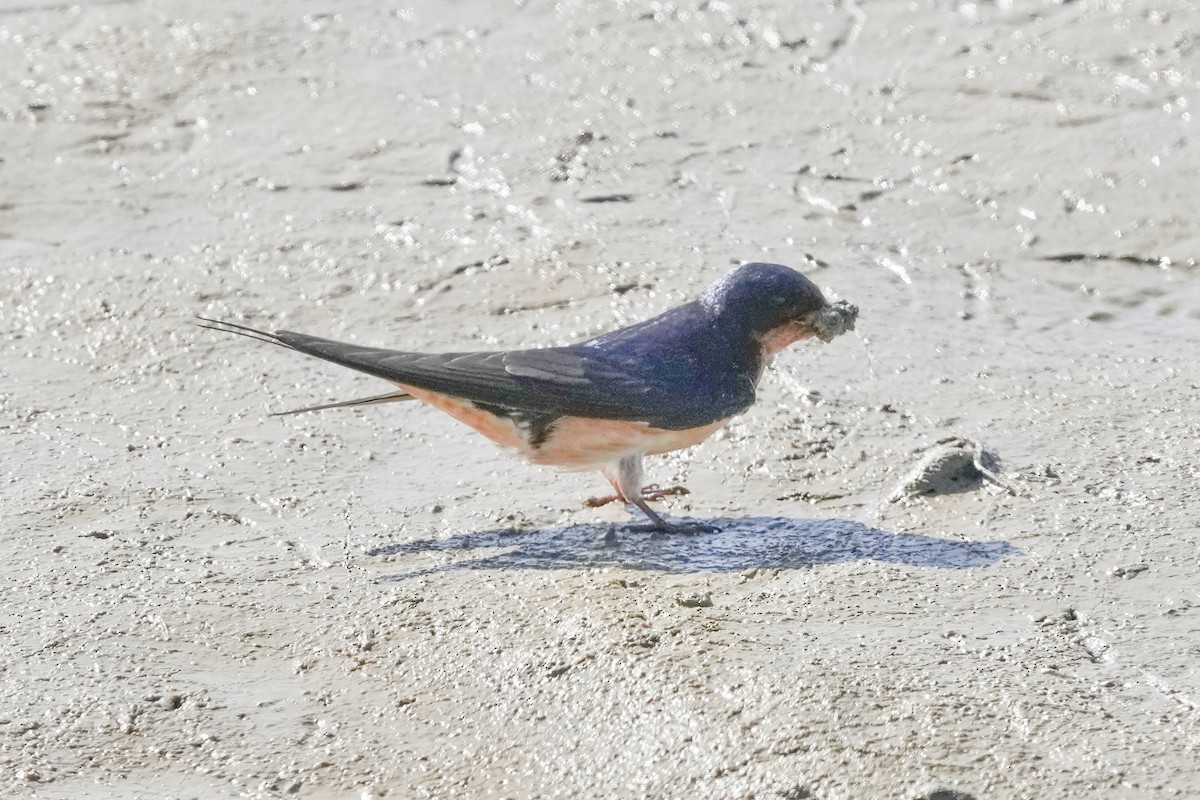 Barn Swallow - ML620475837