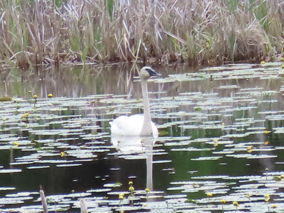 Cygne trompette - ML620475839