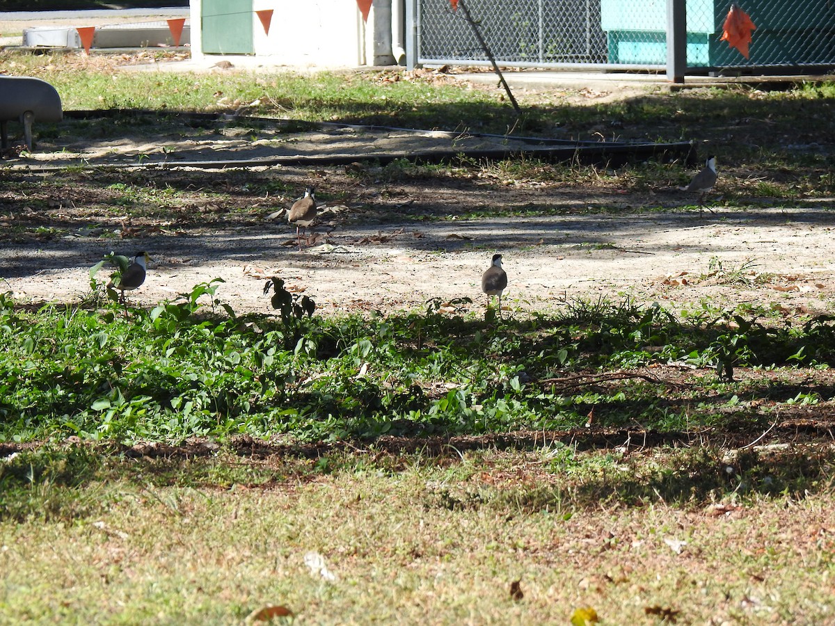 Masked Lapwing - ML620475840