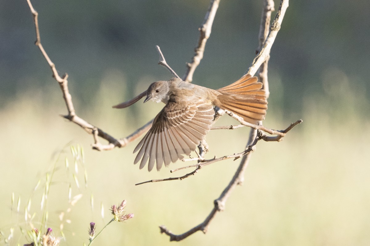 Western Kingbird - ML620475842