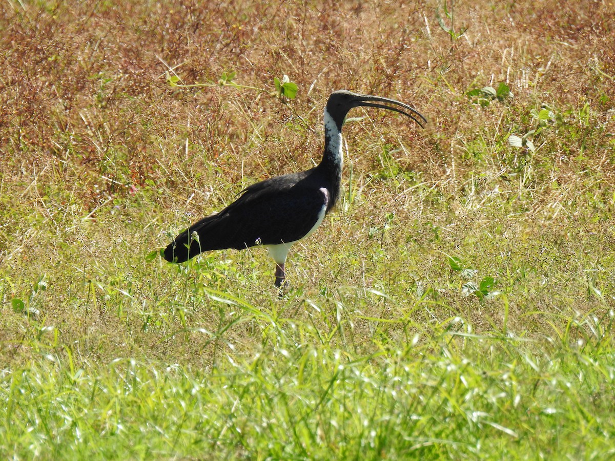 Straw-necked Ibis - ML620475845