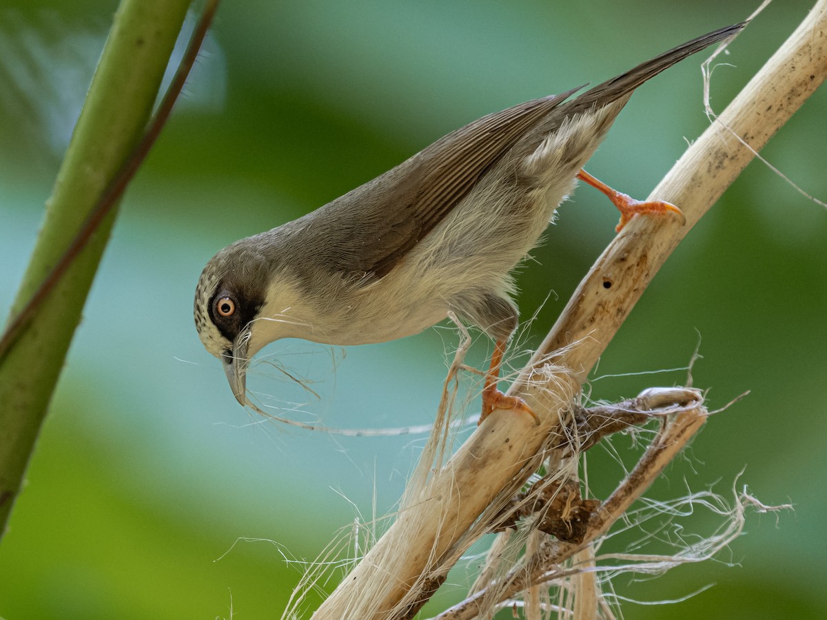 Flores White-eye - ML620475847