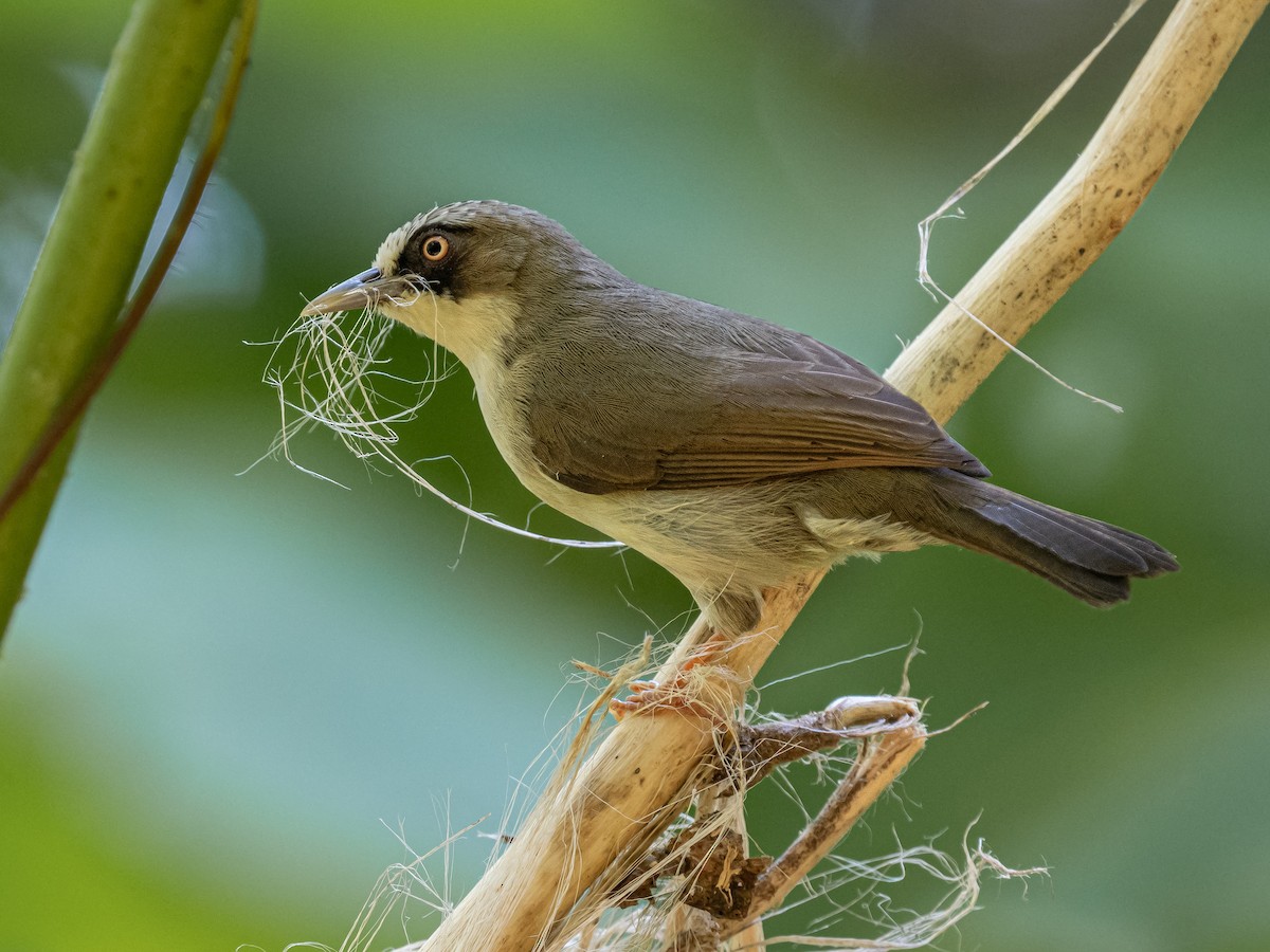 Flores White-eye - ML620475848