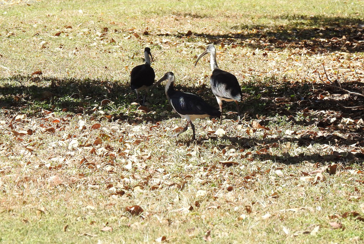 Straw-necked Ibis - ML620475850