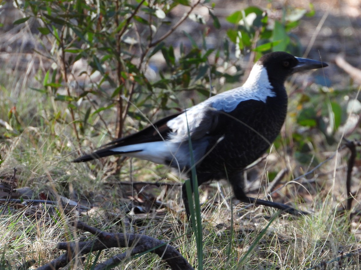 Australian Magpie (White-backed) - ML620475851