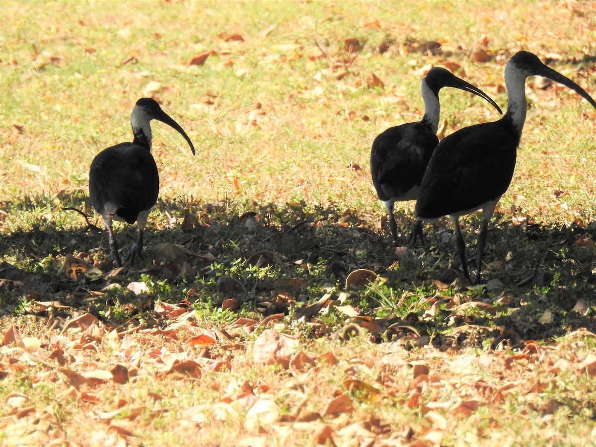 ibis slámokrký - ML620475852