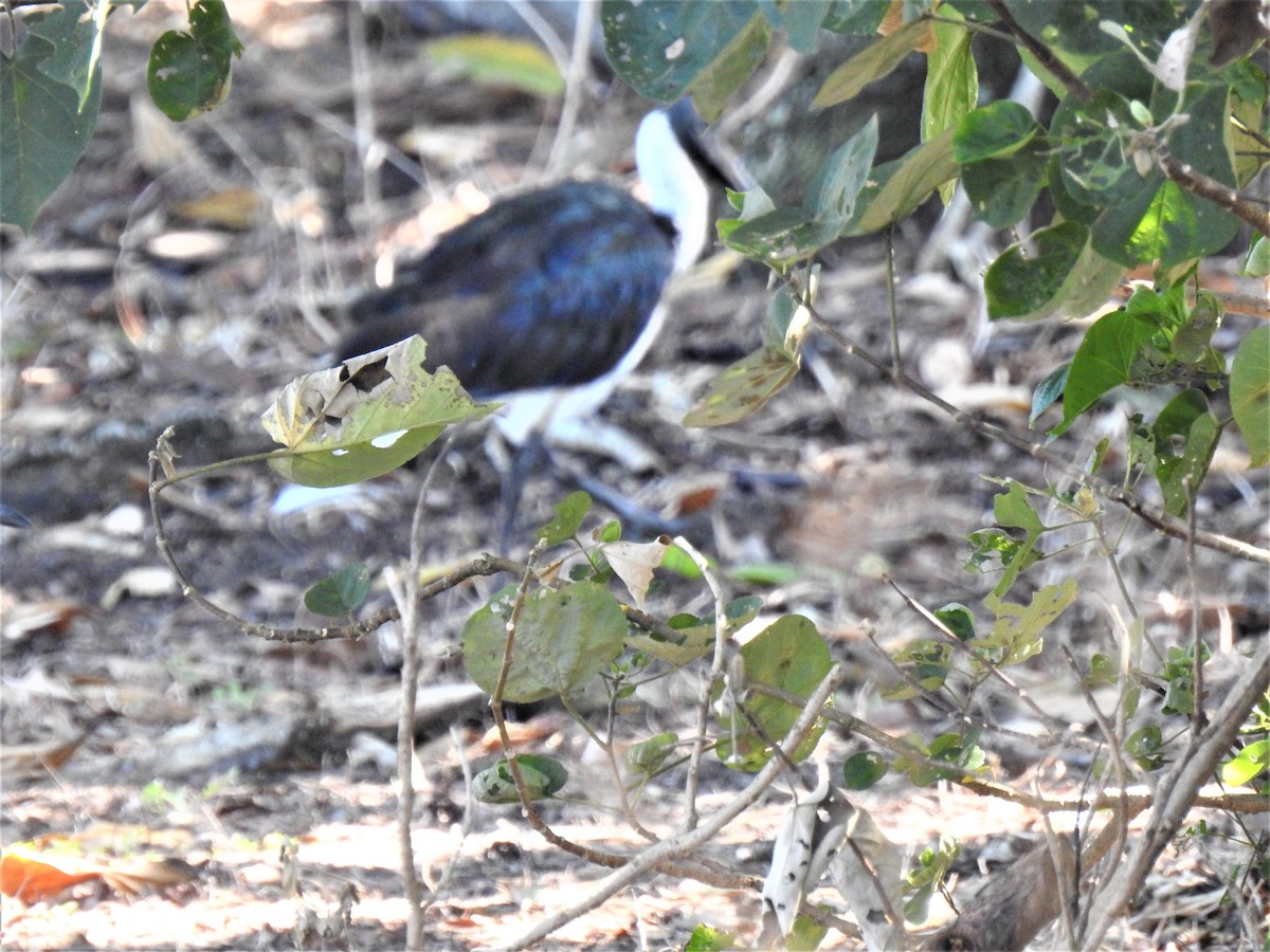 Straw-necked Ibis - ML620475853