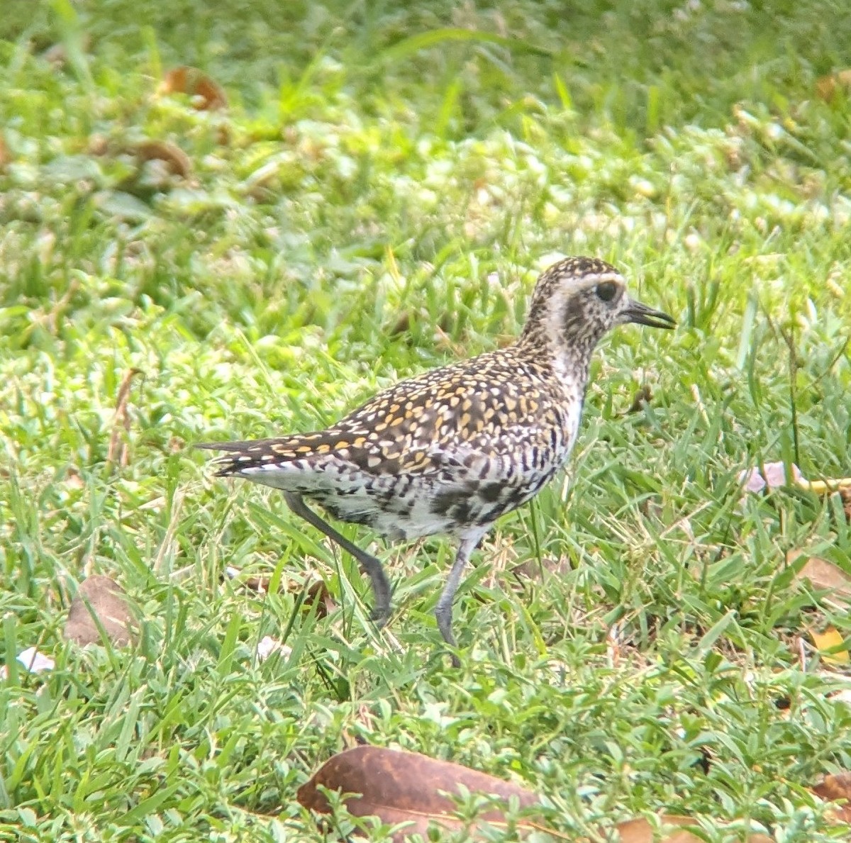 Pacific Golden-Plover - ML620475855