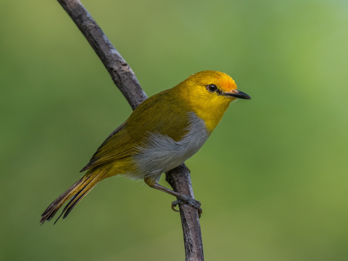 Yellow-spectacled White-eye - ML620475856